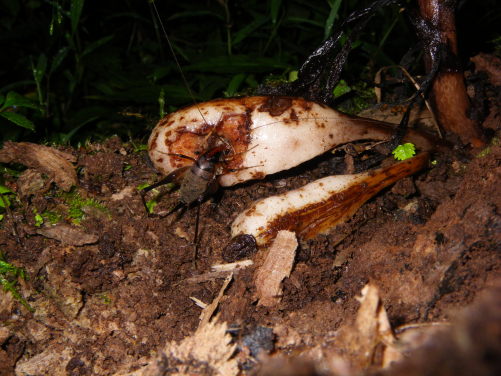 A ground-dwelling cricket feeds on the fruit of Monotropastrum humile, illustrating how small invertebrates may ingest seeds and contribute to their dispersal across the forest floor. Photo credit: Kenji Suetsugu.